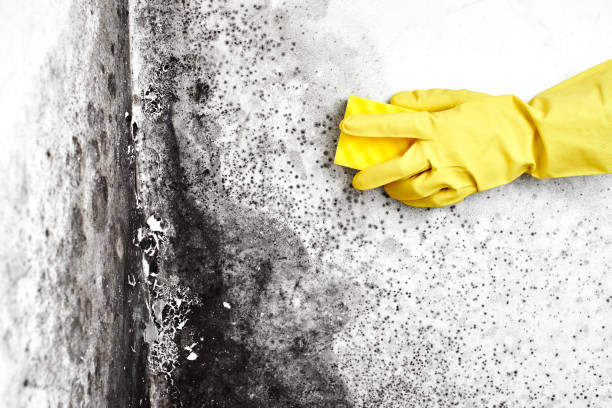 Best Attic Mold Remediation in Holley, FL