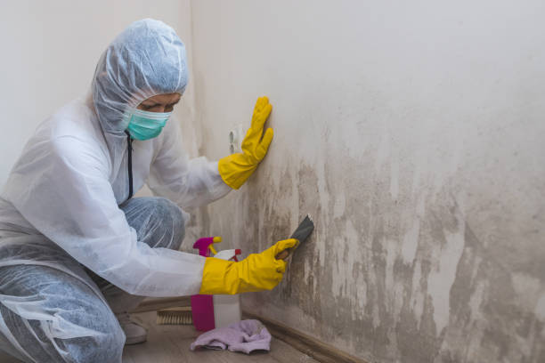 Best Residential Mold Remediation in Holley, FL