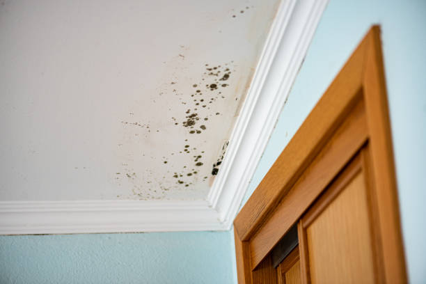 Best Residential Mold Remediation in Holley, FL