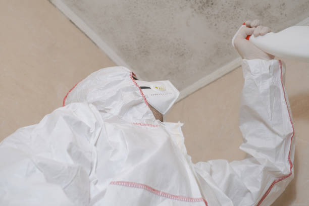 Best White Mold Remediation in Holley, FL