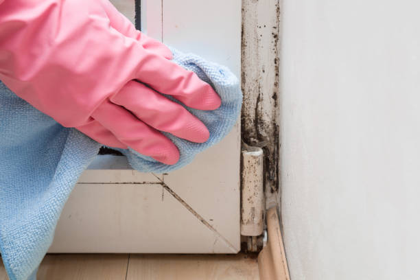 Best Kitchen Mold Remediation in Holley, FL