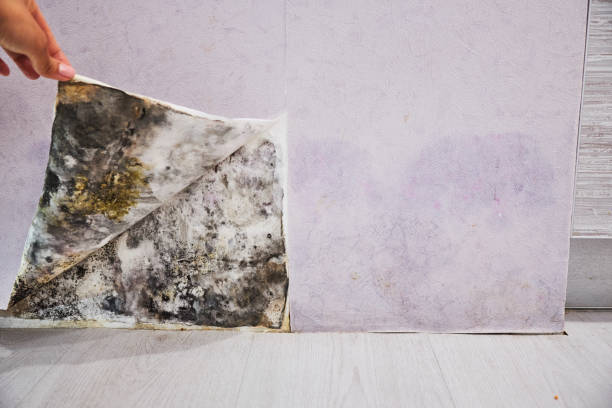 Best Insurance-Related Mold Remediation in Holley, FL